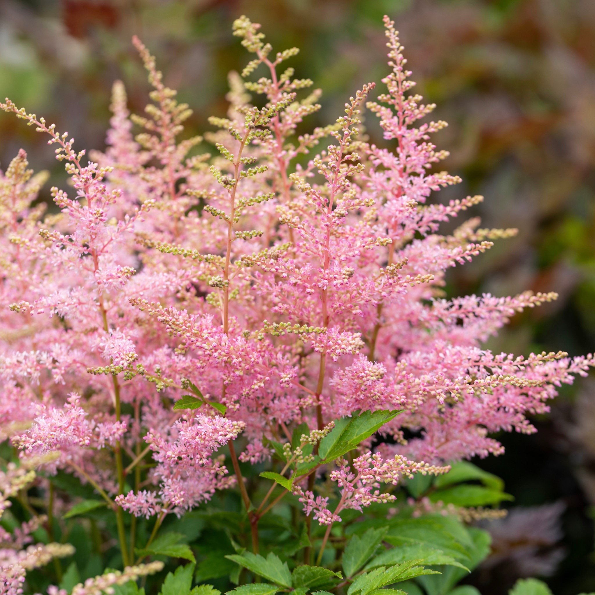 Astilbe - Guide till plantering och skötsel av astilbe
